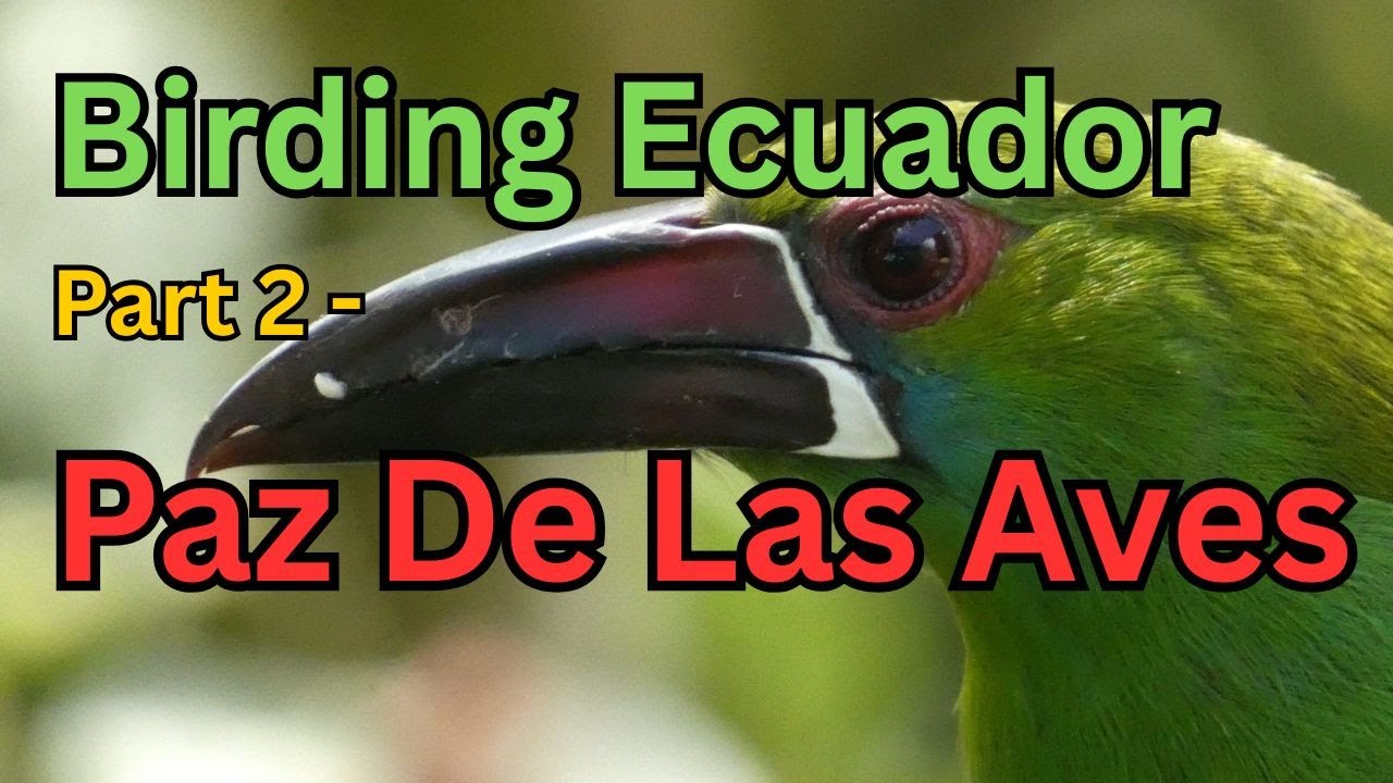 Birding in Ecuador Part 2 - Paz De Las Aves - Birding the Cloud Forests of the Western Andean Slope!