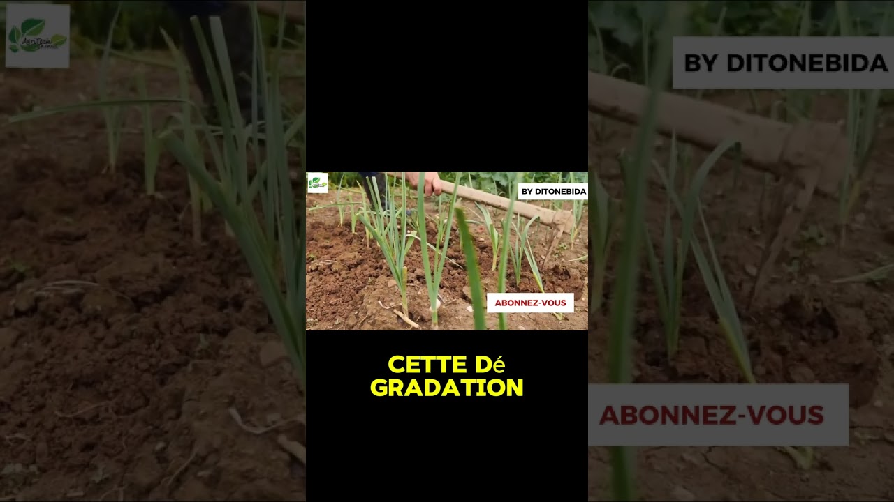 Enrichissement naturel des sols en Afrique