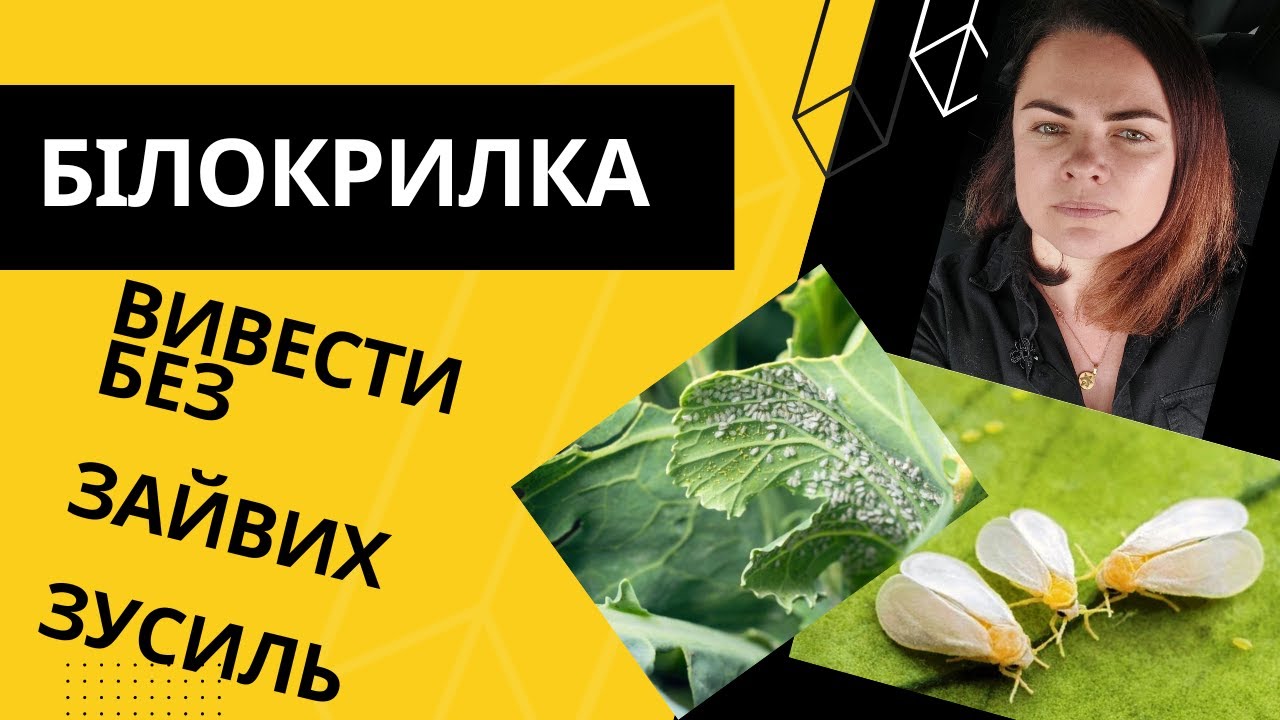 Білокрилка. Вивести просто і доступно!