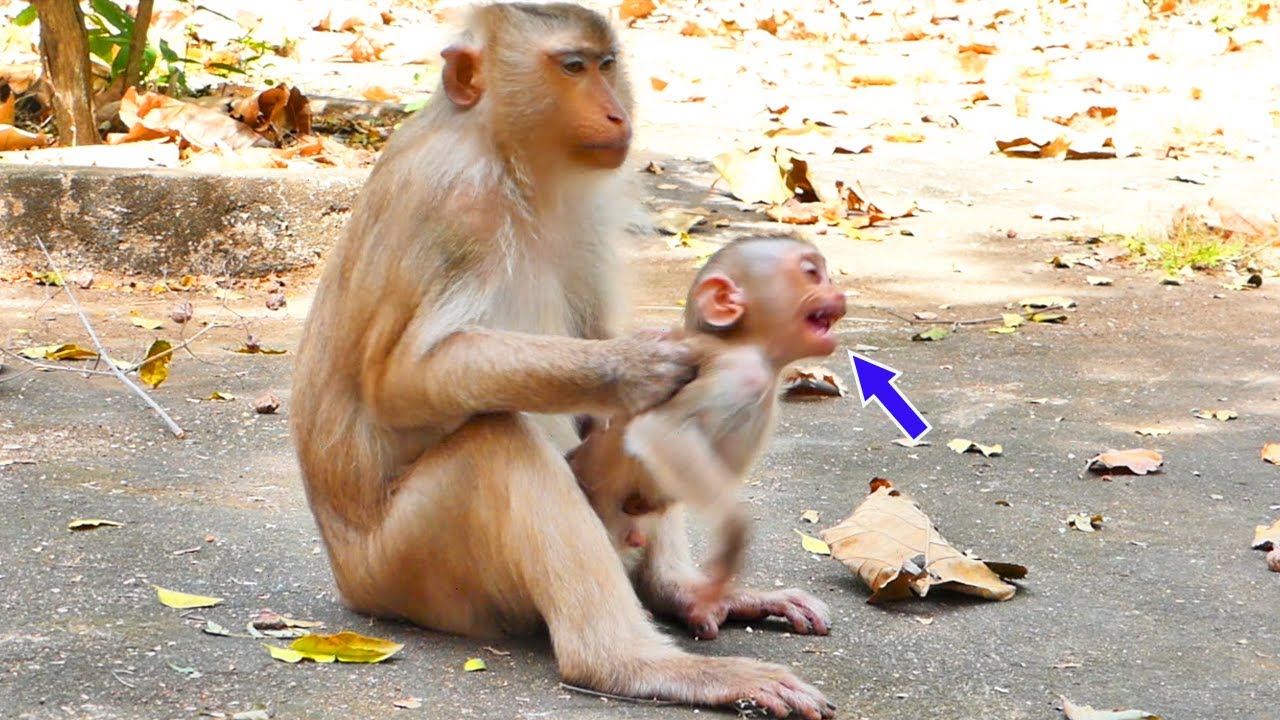Amazing Video ! Baby monkey Marco cries out so h-urt - when mother education her baby so pity