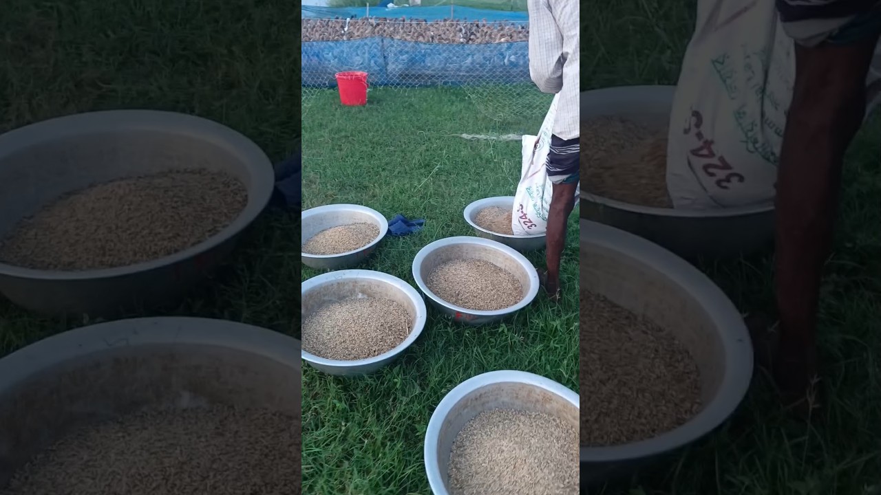 Duck feed formula & making #duck #feed
