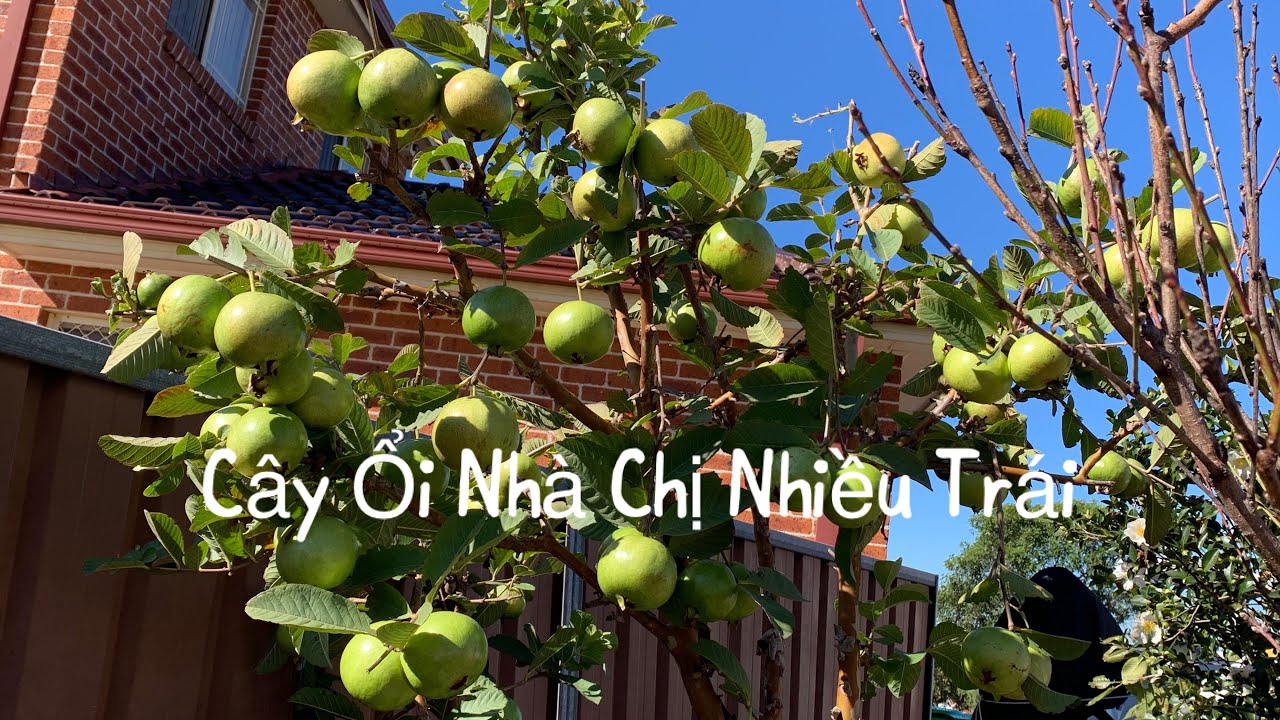 Cuộc Sống Phần Lan🇫🇮. Ra Trước Sân Nhà Chị Hái Ổi . Cây Ổi  Trổng Ở Sydney Trái Rất Nhiều Rất Ngọt.