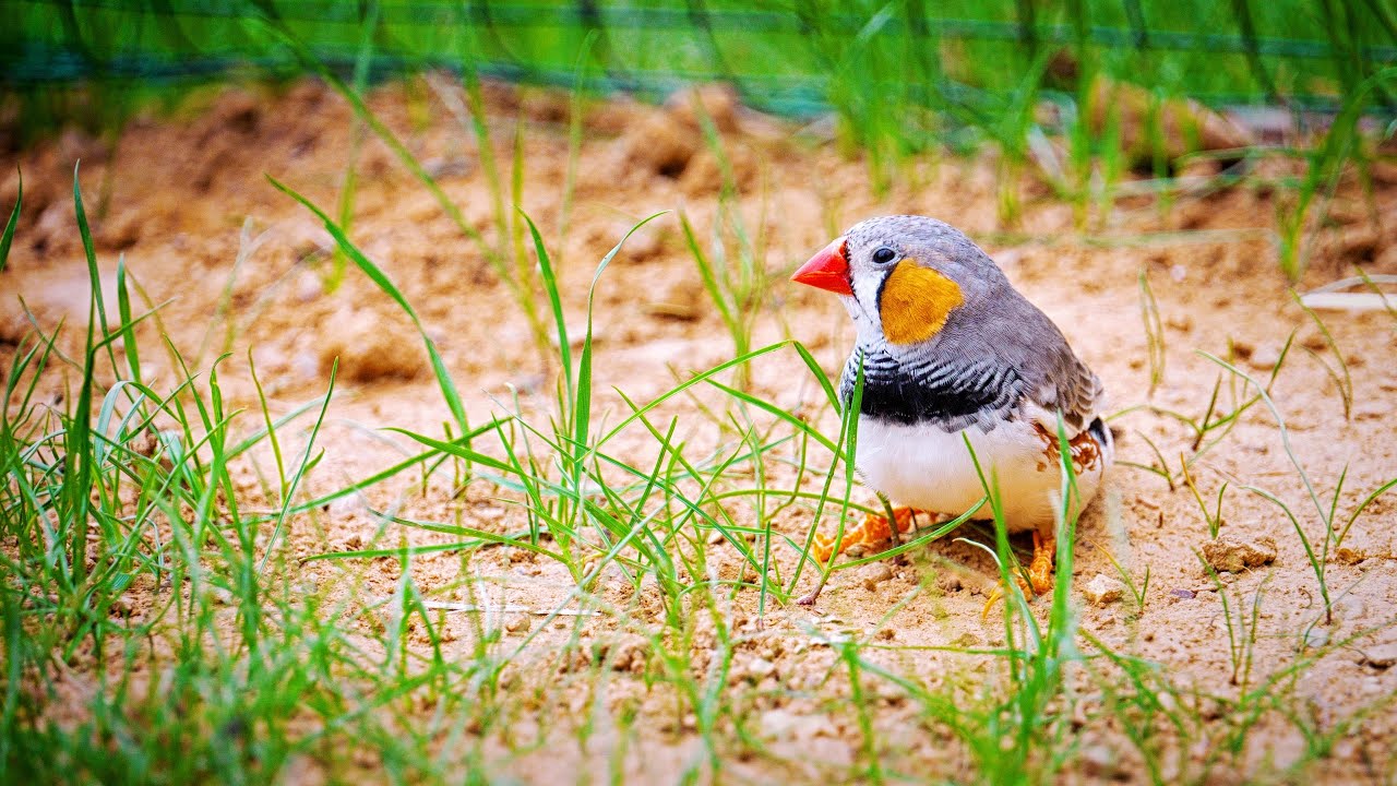 Zebra Finch Singing in Nature | Bird Sounds for Relax and Calm