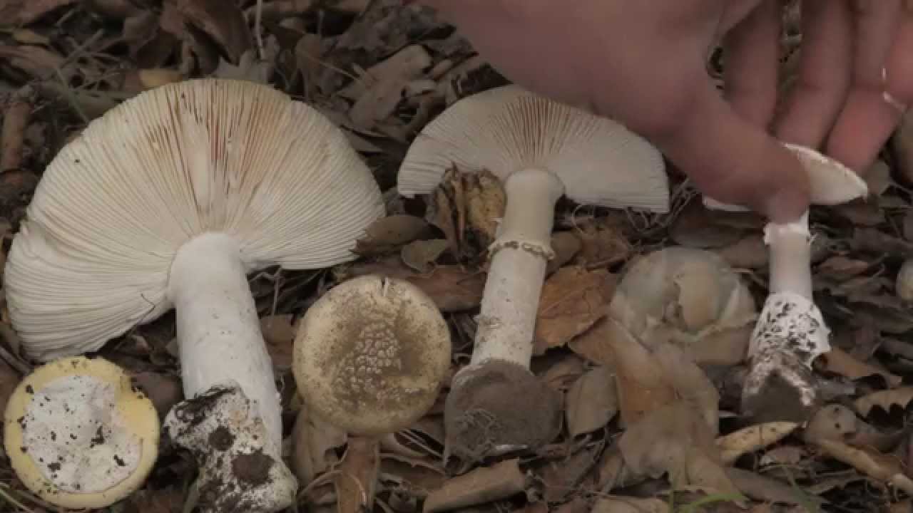 California Spring Amanita Mushroom Comparison