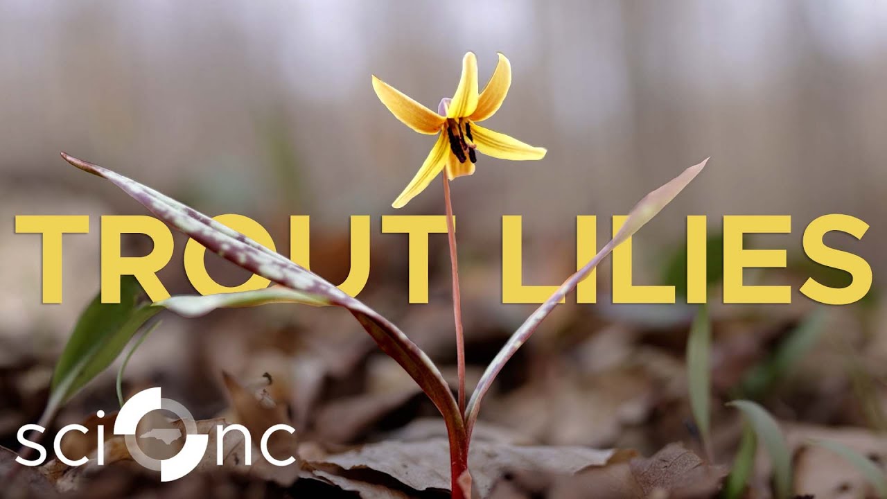 NC’s First Flowers of Spring