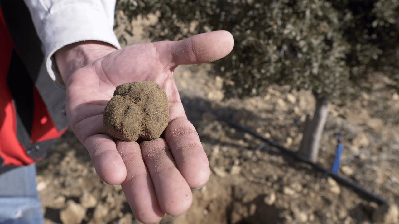 La trufa negra de Teruel:  un proyecto gourmet &uacute;nico