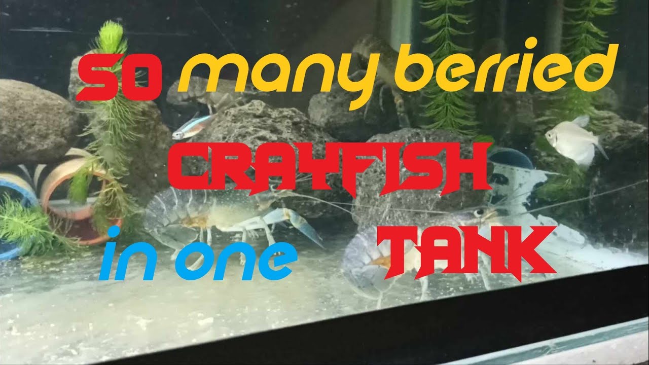 BERRIED CRAYFISH @CRAYFISHFARMING
