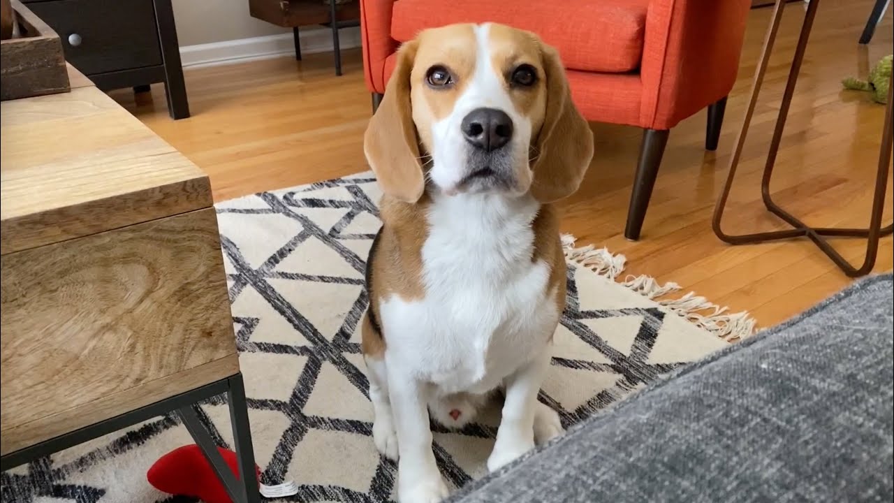 Oliver is hungry