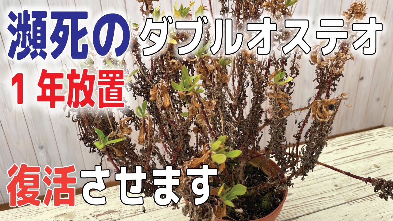 【過去最悪瀕死】ボロボロダブルオステオ1年放置株を復活させらるか”前編”