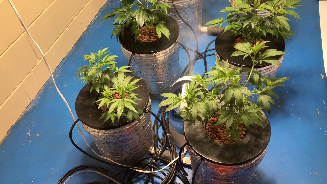 Indoor grow 1000 watt HPS DWC day 10 veg