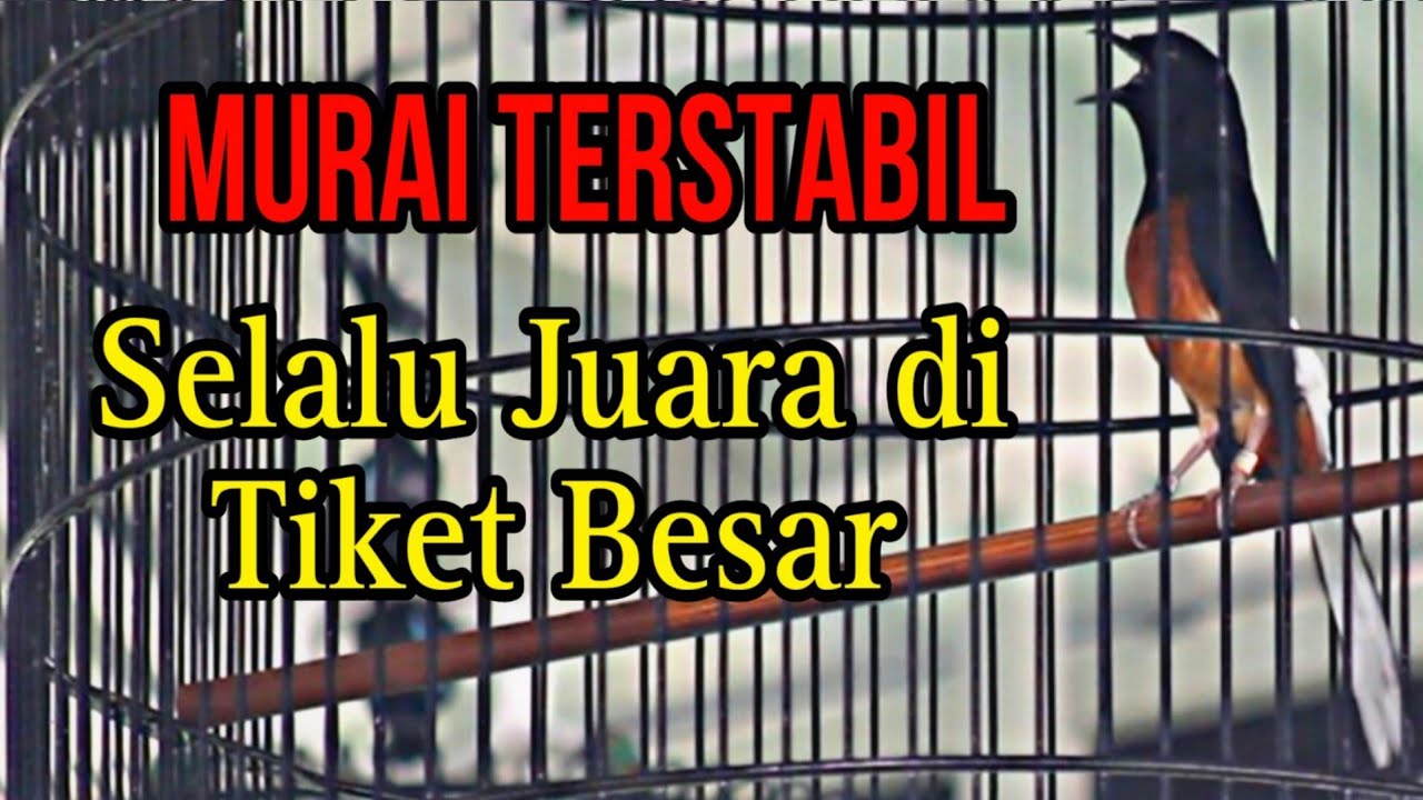 MURAI TERSTABIL | SUKSES NYERI JUARA 2 SEDULUR GAGAK SAKTI GRESIK