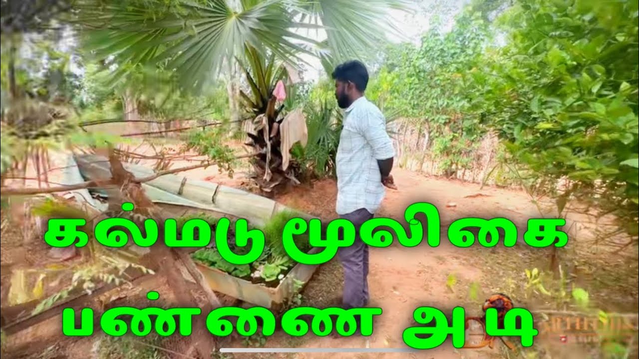 கல்மடு மூலிகை பண்ணை அடி dk karththik dkvanni