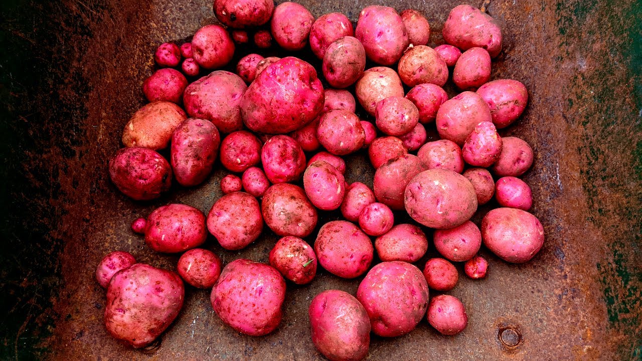 Harvesting Red Norland Potatoes from Raised Bed