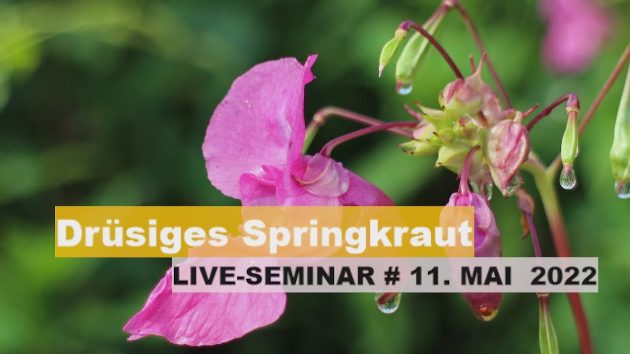Dr&uuml;siges Springkraut