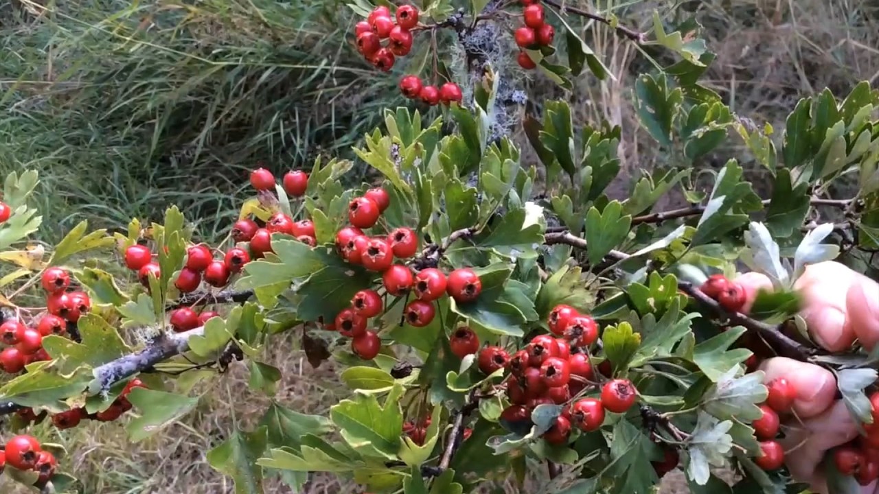 Hawthorn with Dora