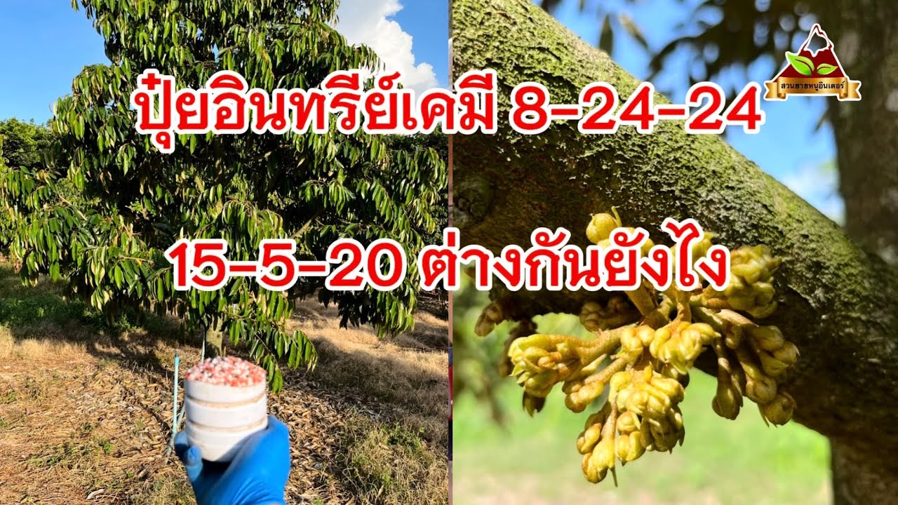 Ep.277 ทดลองสะสมอาหารทำดอกทุเรียนด้วยปุ๋ยอินทรีย์เคมี 8-24-24 และ 15-5-20 ดอกที่ได้จะแตกต่างกันยังไง