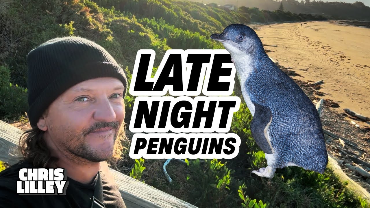 Late Night Penguins - Tasmania