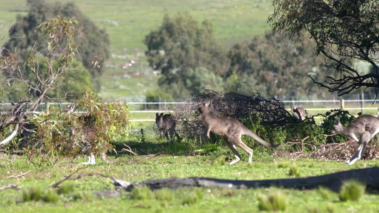 Woodlands Historic Park: The home of Living Legends
