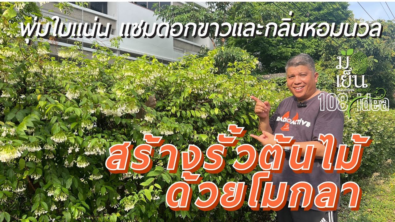 สร้างรั้วต้นไม้ด้วยโมกลา พุ่มใบแน่น แซมดอกขาว และกลิ่นหอมนวล I มือเย็น 108 พันไอเดีย