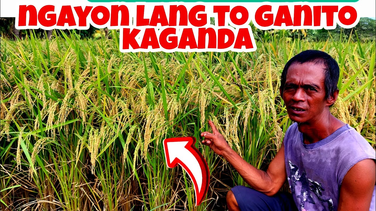 Maganda ba Gumamit ng Foliar Fertilizer sa Palay?