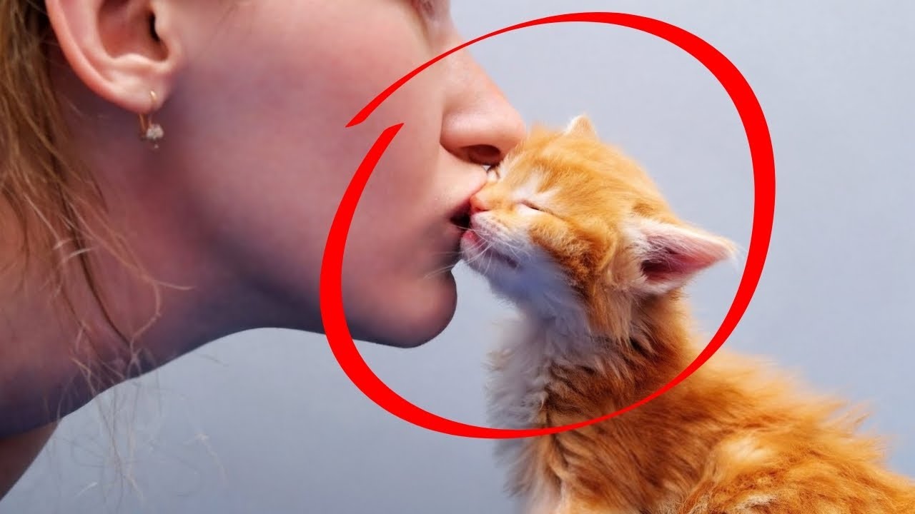 Baci il tuo gatto? Come i gatti percepiscono i baci