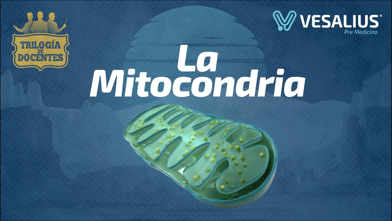 LA MITOCONDRIA