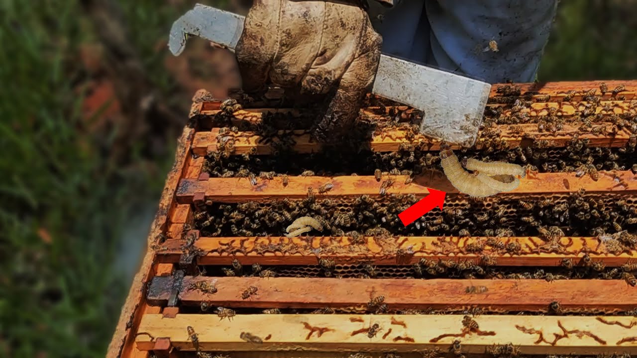 Con las Lluvias los Problemas se Hacen Presente en las Colmenas 🐝