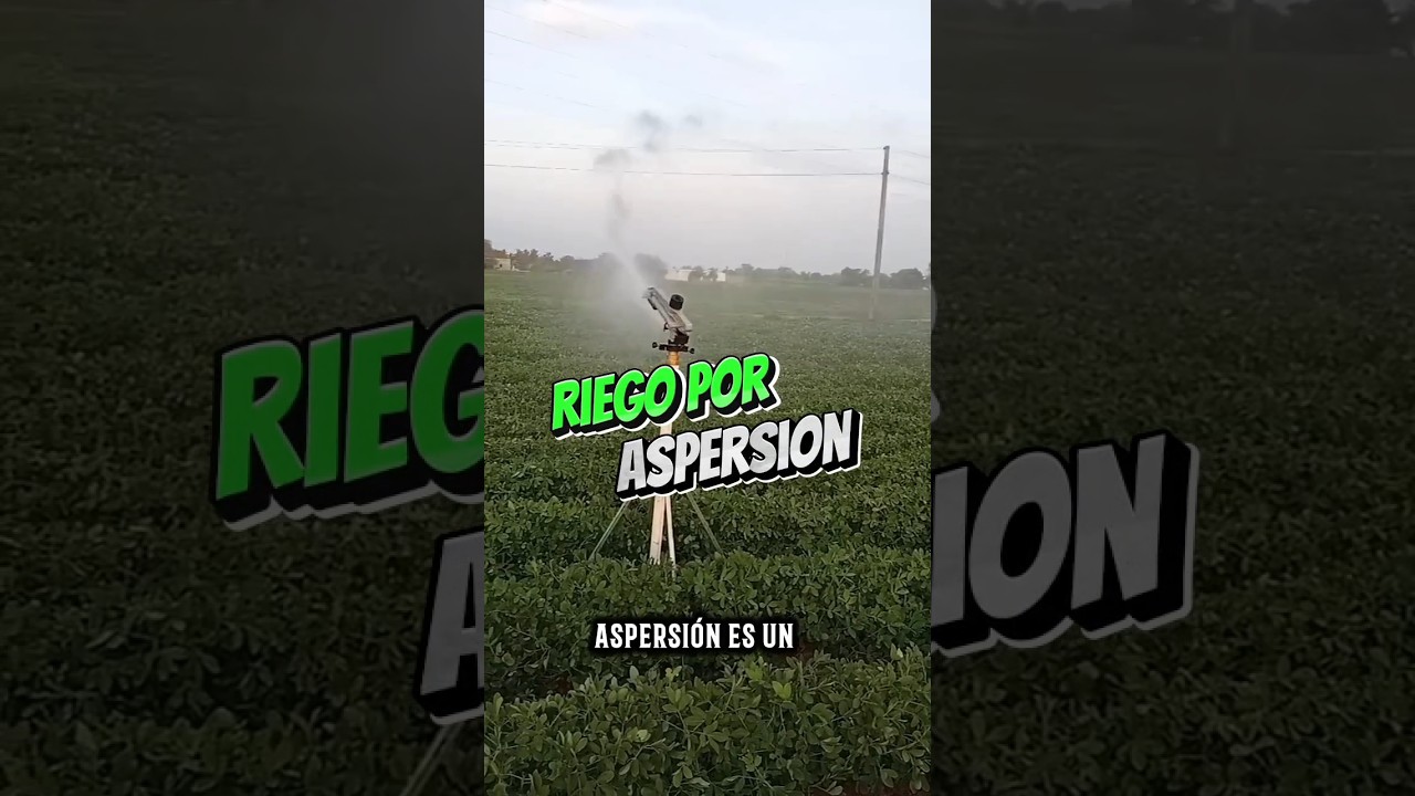El riego por aspersion es lo mas econ&oacute;mico #riego  #agricola #cultivo #agro #agricultura #aspersion