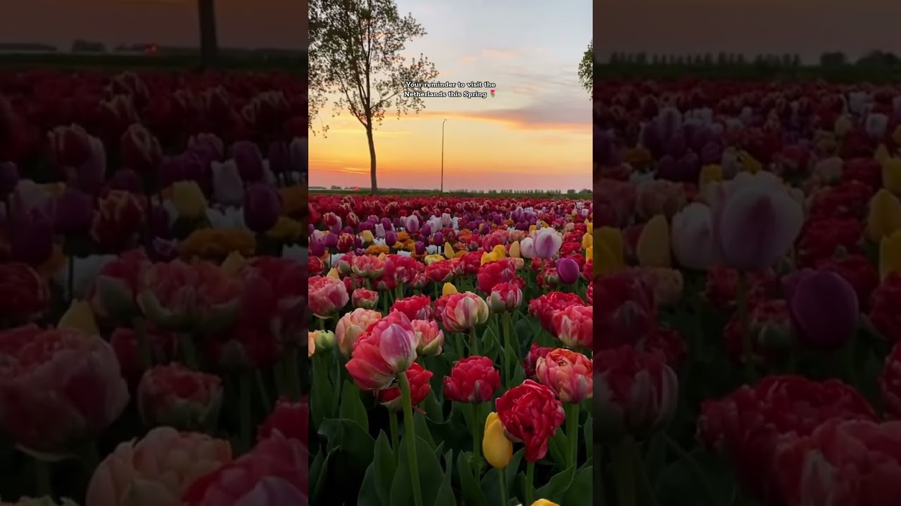 Exploring Keukenhof Tulip Gardens in Lisse, Netherlands (2024)