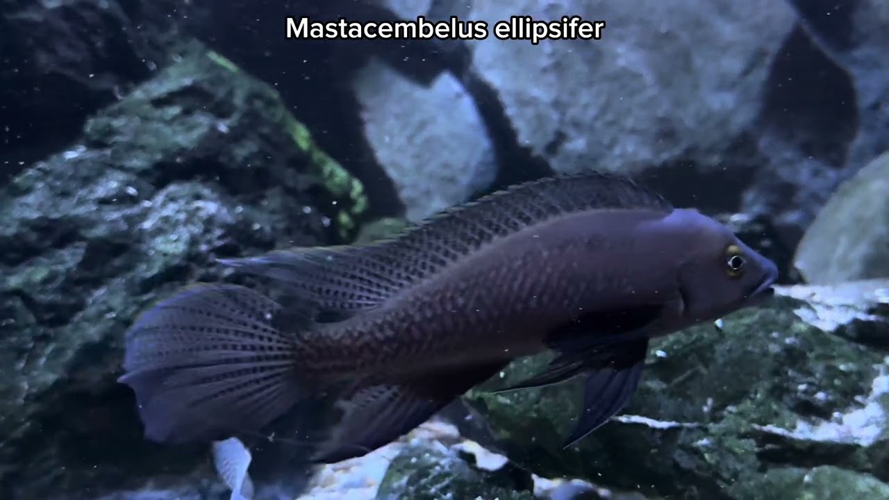 Wild Mastacembelus ellipsifer tank 300x80x80
