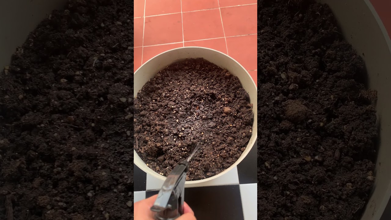 Empezamos: Blue Amnesia XXL d&iacute;a 1 🌱 #cannabisgrow #autocultivoespa&ntilde;a #blueamnesia #cultivoterraza