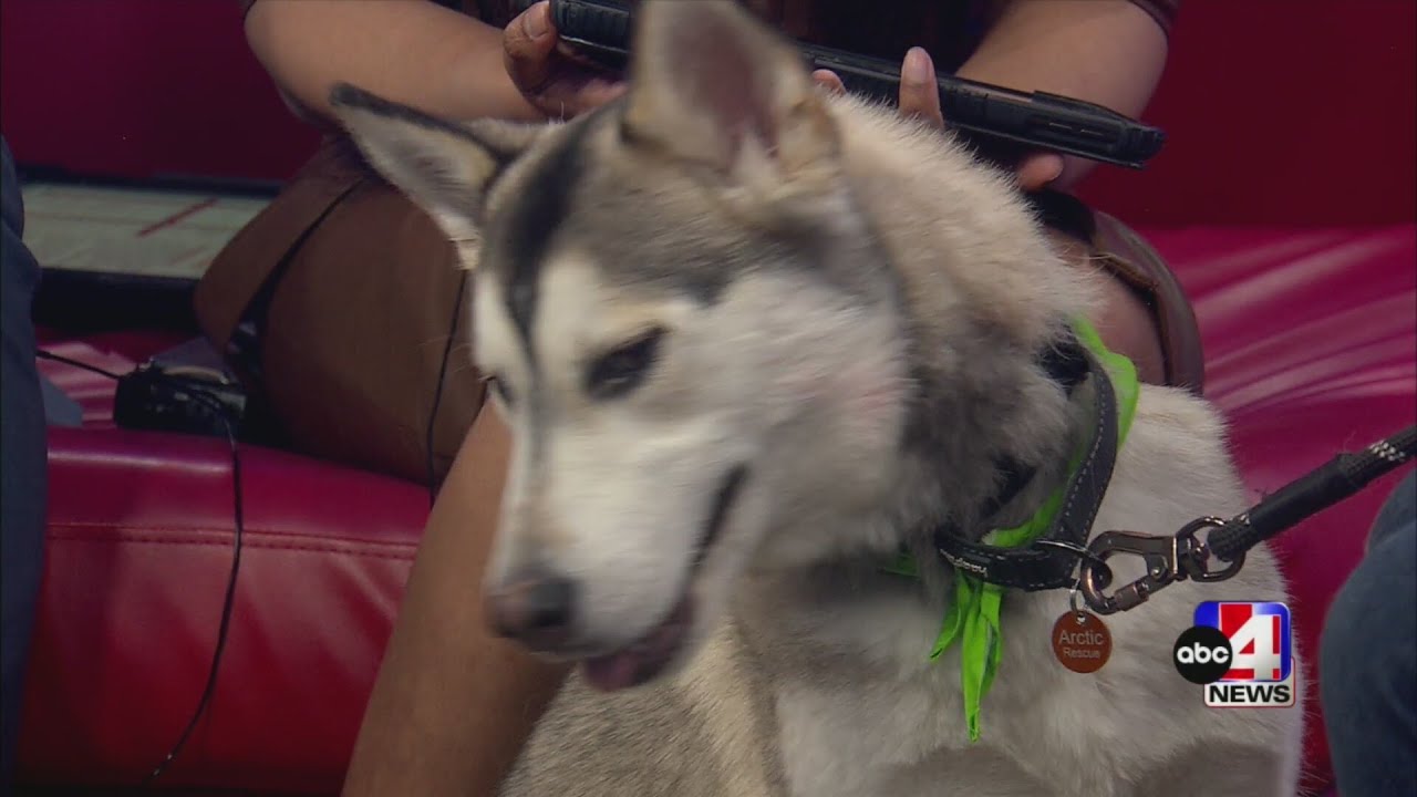 Pet of the Week: Meet Poppi