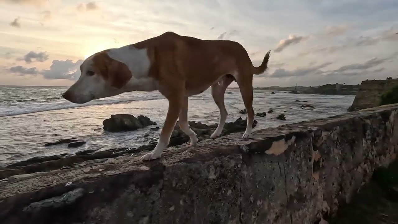 Watch the sunset , listen to the waves and relax! DOGGO JOINING US 😅 Sri Lanka 🇱🇰