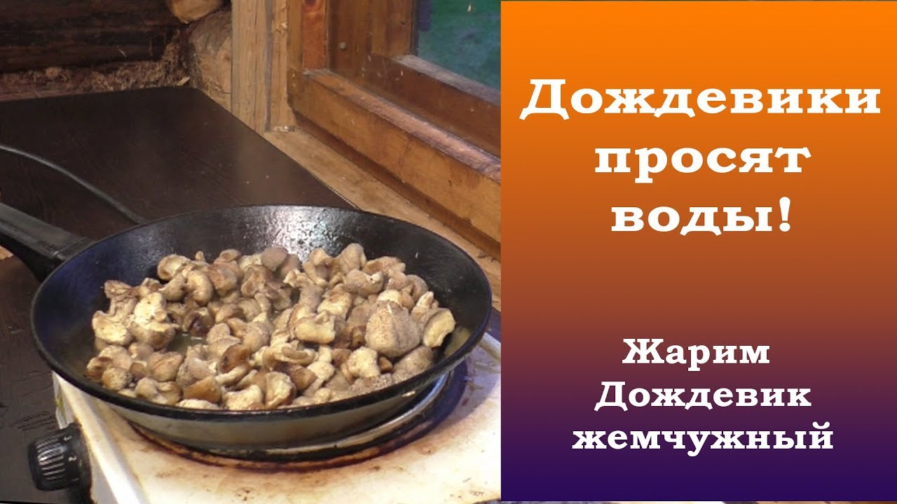 Дождевики просят воды!. Жарим Дождевики жемчужные.