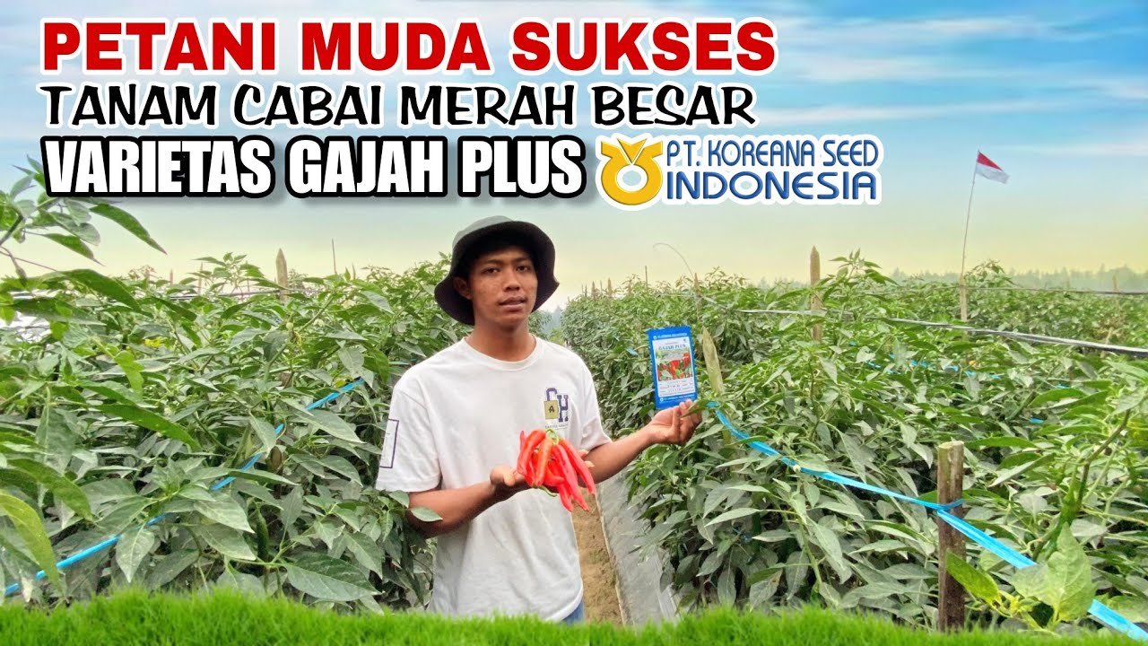 BENIH CABAI UNGGUL VARIETAS GAJAH PLUS | PETANI MUDA SUKSES TANAM CABAI MERAH  BESAR