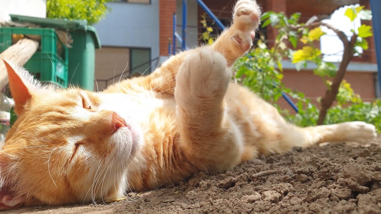 Relaxing Cat Video 106