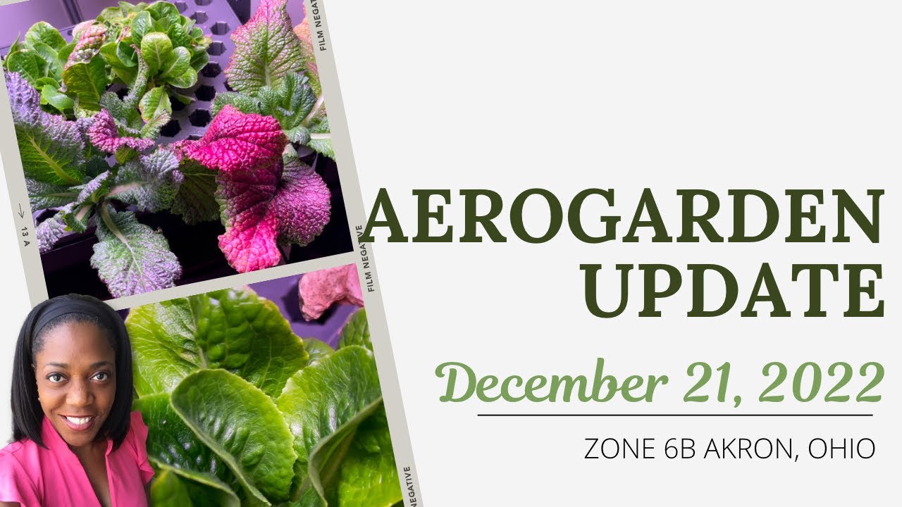 Aerogarden Update 12-21-22 | #WIG2022 Challenge | Hydroponic Cucumber Challenge