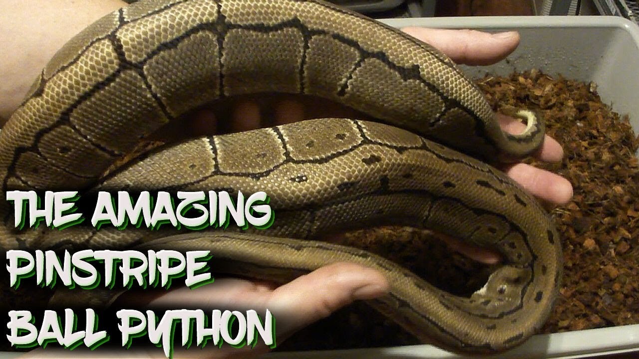 The Amazing Pinstripe Ball Python