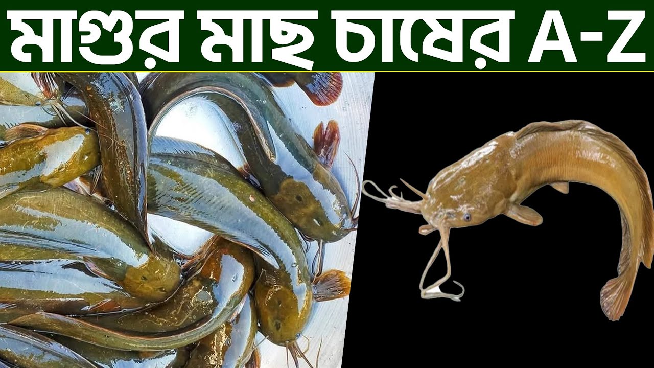 মাগুর মাছ চাষের A-Z ||Shakib Agro || মাগুর মাছের চাষ || দেশি মাগুর মাছের পোনা