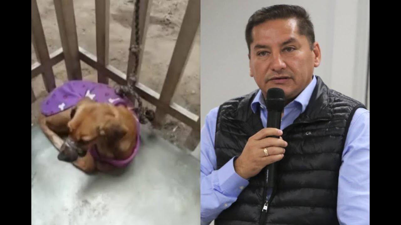 Alcalde de Comas interviene albergue que rescataba perritos pero los tenía en pésimas condiciones