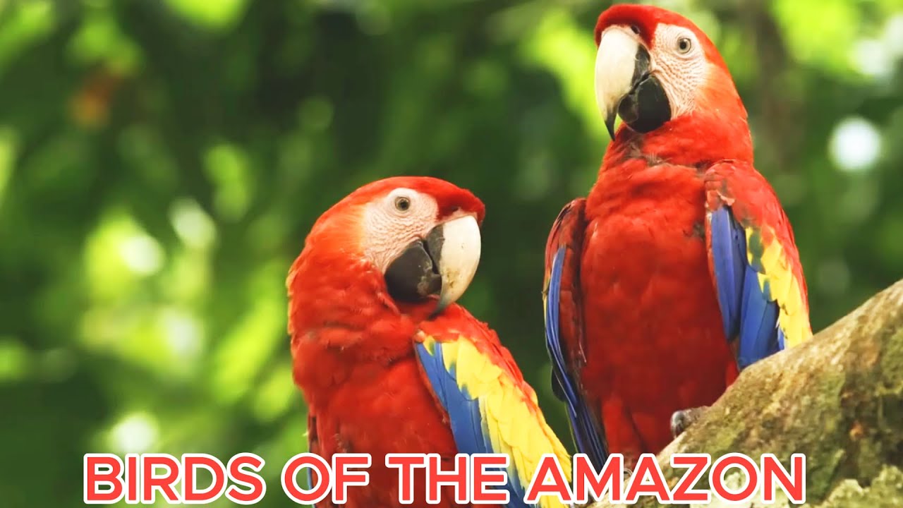 Birds Of The Amazon | TOP 20 Rare Bird Species In The World Ep.101025