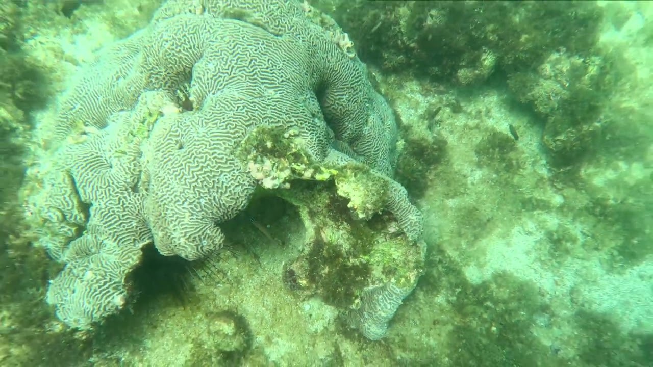 Snorkel Turtle beach Dibba 03/03/2026