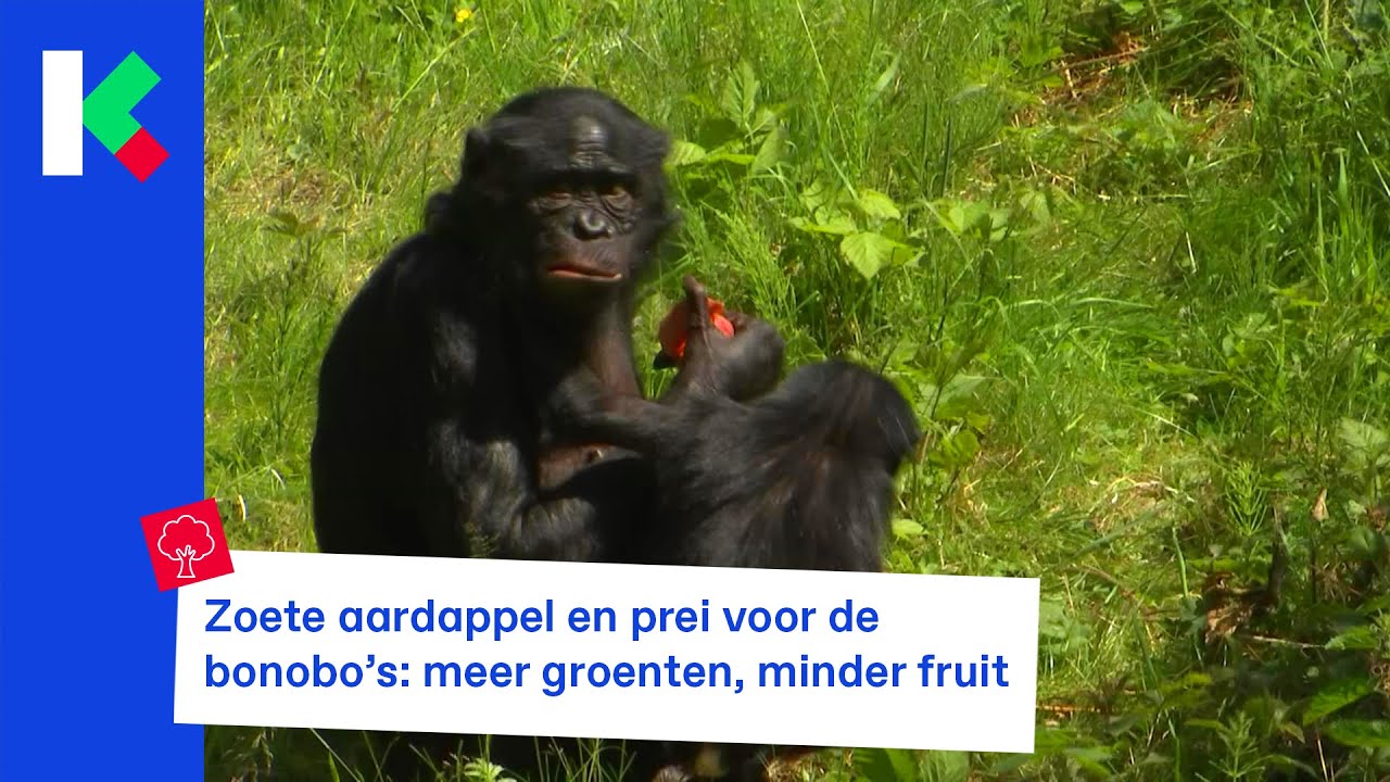 Nieuw dieet voor de mensapen in Antwerpen en Planckendael