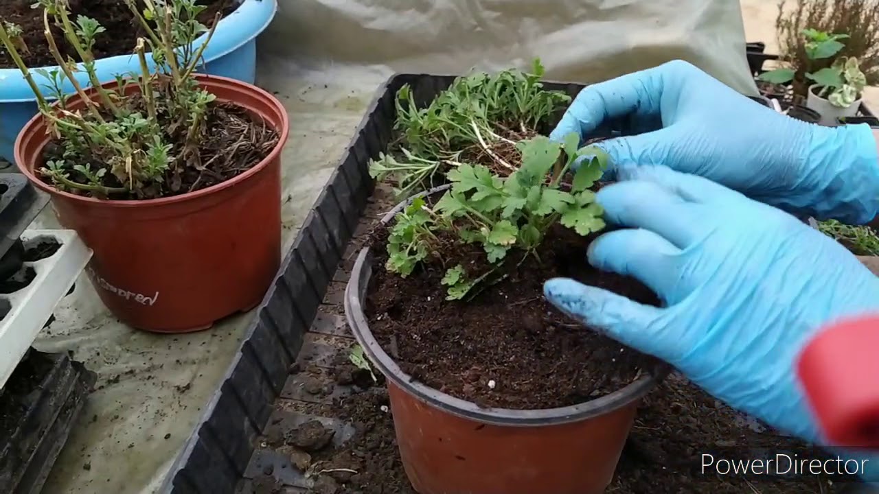 МУЛЬТИФЛОРА ВАЖНЫЕ РАБОТЫ 2020(весна).