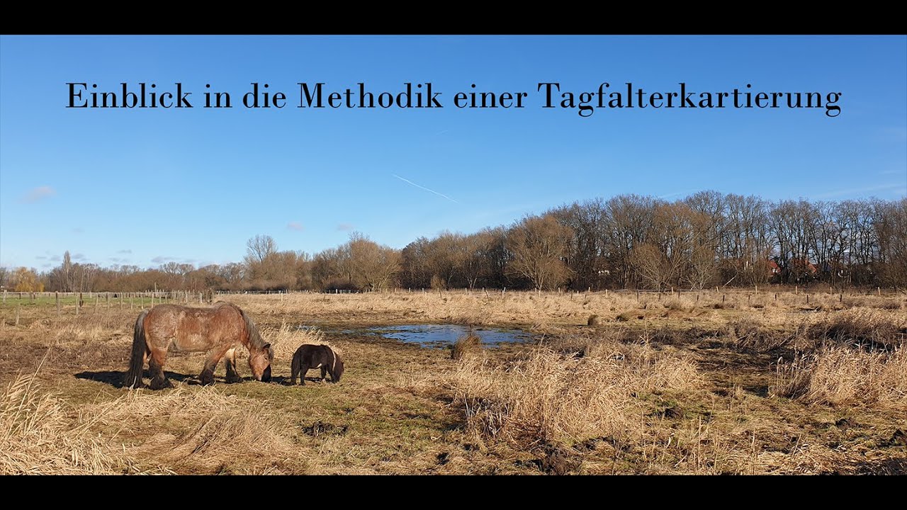 Einblick in die Methodik einer Tagfalterkartierung