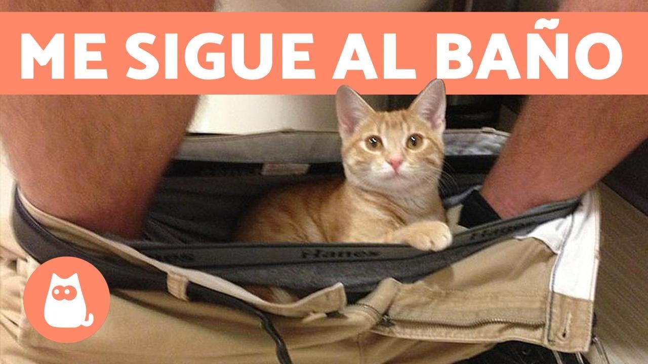 ¿Por qué mi gato me sigue al baño?