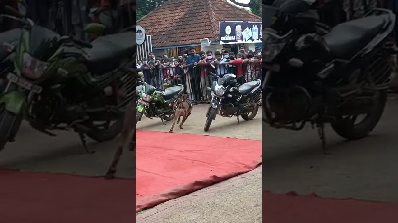 Demonstration of Kerala police k9 squad,smell and find the narcotics,part4