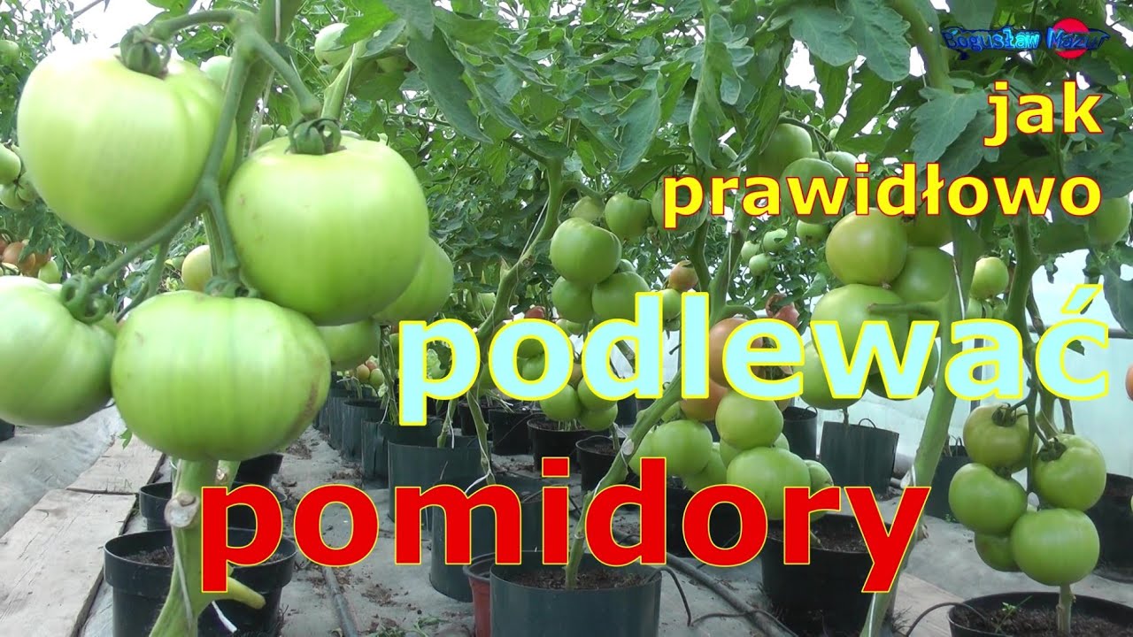 jak prawidłowo podlewać pomidory