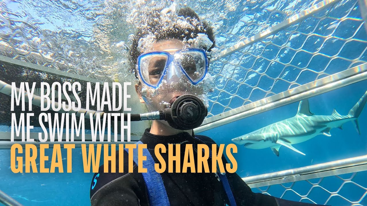 Our Boss Made Me Swim with Great White Sharks for My Internship — Port Lincoln, South Australia