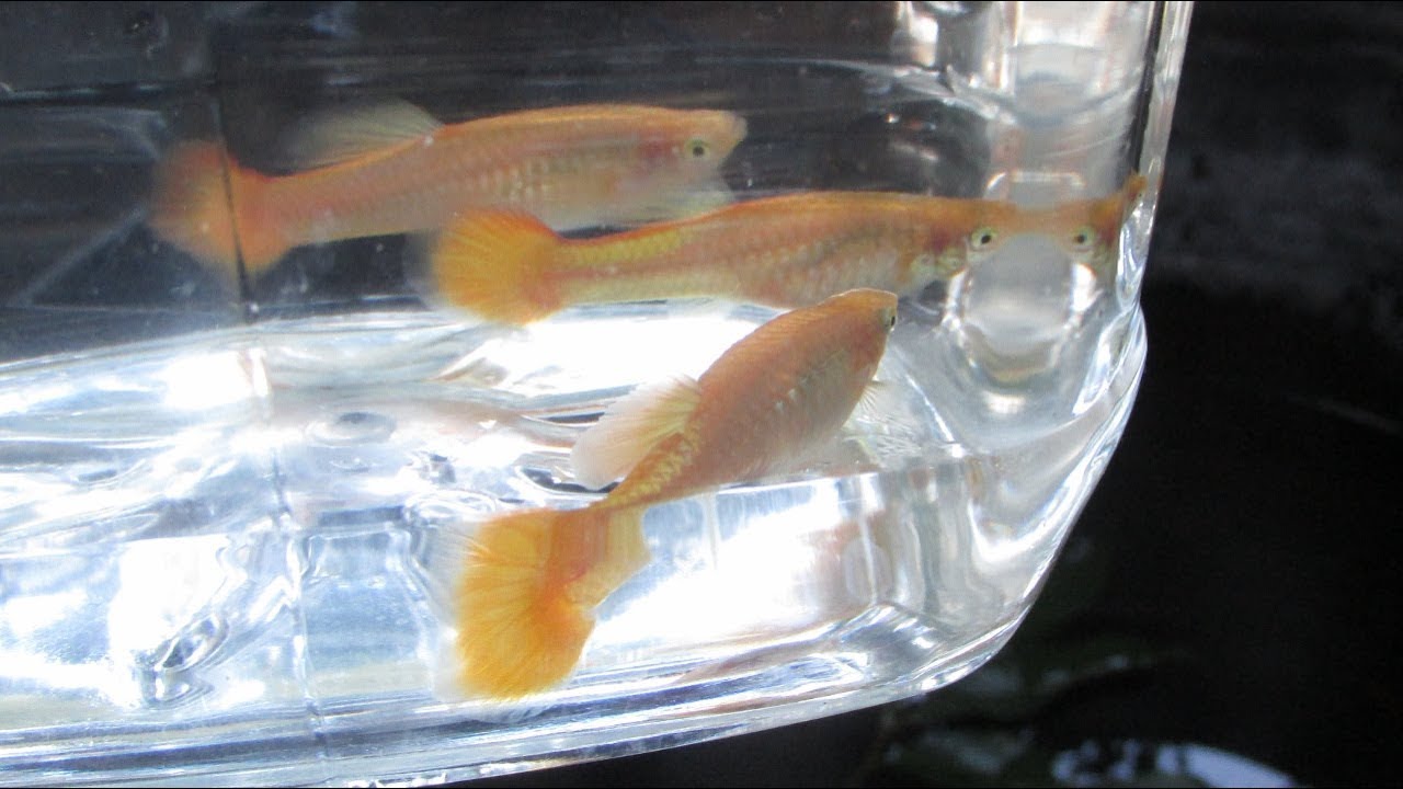 Is It Better to Remove Guppy Fry or Mother Guppies after Giving Birth?